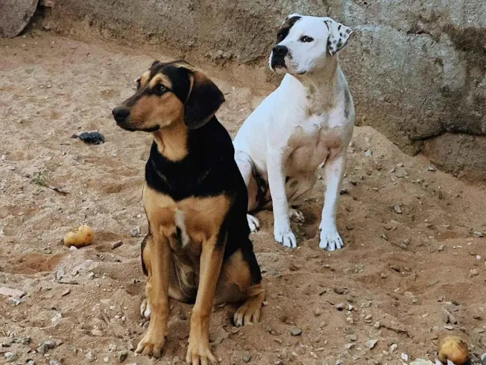 Cachorro raça Labrador idade 7 a 11 meses nome Mayla 