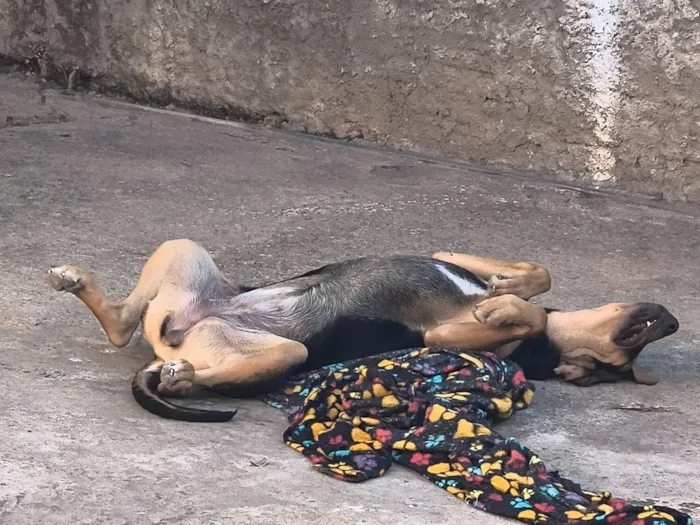 Cachorro raça Labrador idade 7 a 11 meses nome Mayla 