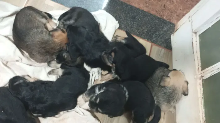 Cachorro raça SRD-ViraLata idade Abaixo de 2 meses nome Ainda não tem nome 