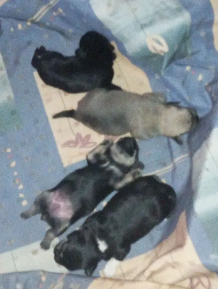 Cachorro raça SRD-ViraLata idade Abaixo de 2 meses nome Ainda não tem nome 