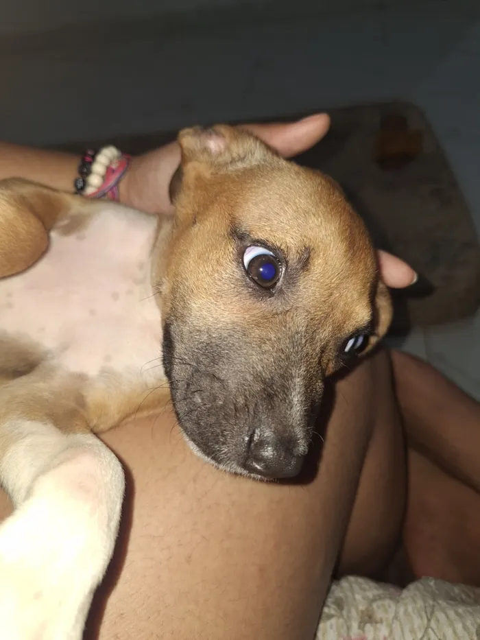 Cachorro raça SRD-ViraLata idade 2 a 6 meses nome Jade