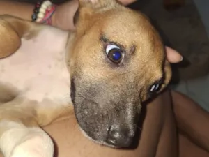 Cachorro raça SRD-ViraLata idade 2 a 6 meses nome Jade