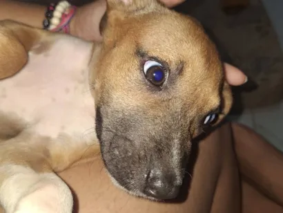 Cachorro raça SRD-ViraLata idade 2 a 6 meses nome Jade