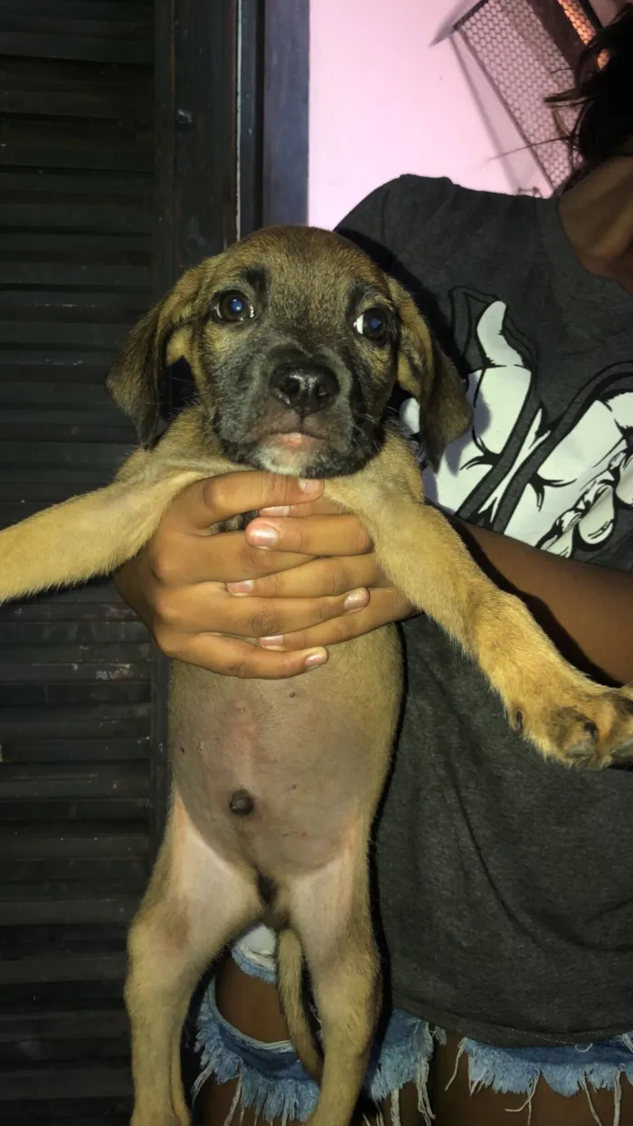 Cachorro raça SRD-ViraLata idade 2 a 6 meses nome Não sei 