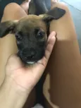 Cachorro raça SRD-ViraLata idade 2 a 6 meses nome Não sei 