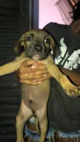 Cachorro raça SRD-ViraLata idade 2 a 6 meses nome Ñ sei o nome dele