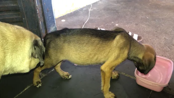 Cachorro raça SRD-ViraLata idade 2 a 6 meses nome Ñ sei o nome dele