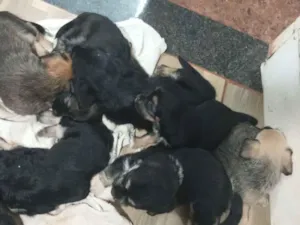 Cachorro raça SRD-ViraLata idade Abaixo de 2 meses nome Ainda não tem nome 