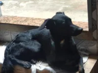 Cachorro raça SRD-ViraLata idade 4 anos nome Deco 