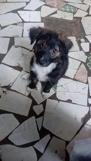 Cachorro raça Poodle idade Abaixo de 2 meses nome Bolinha 