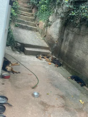 Cachorro raça SRD-ViraLata idade 2 a 6 meses nome Penguinha