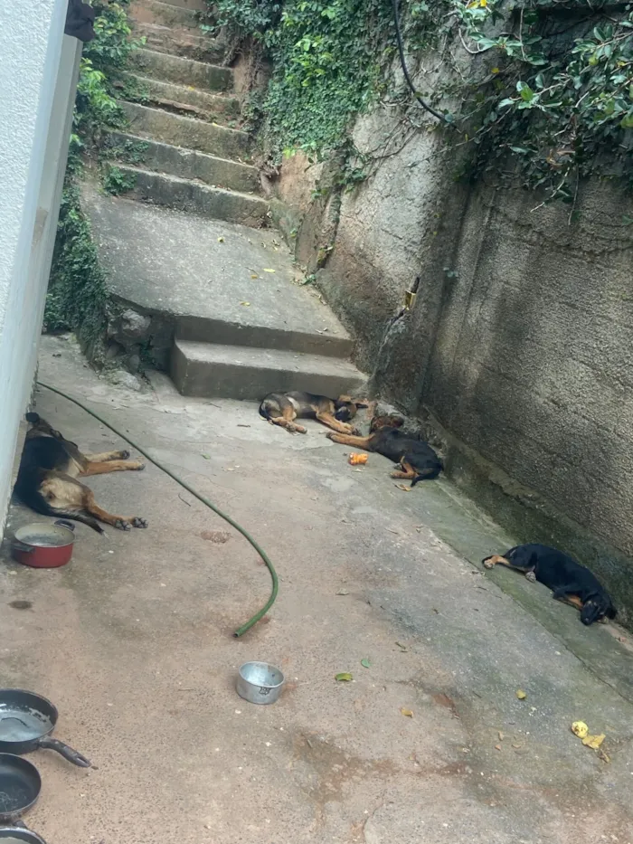 Cachorro raça SRD-ViraLata idade 2 a 6 meses nome Penguinha