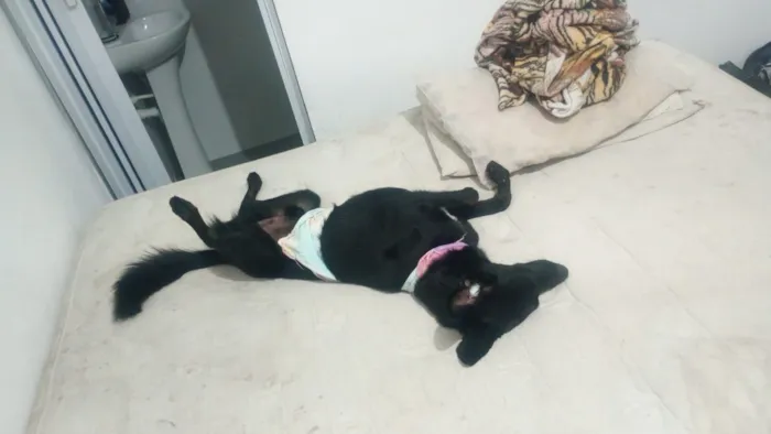 Cachorro raça SRD-ViraLata idade 4 anos nome Deco 