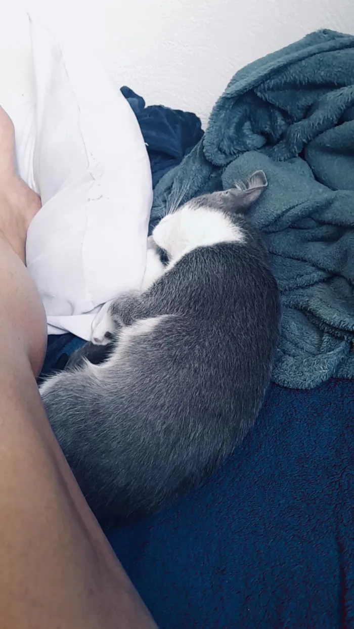 Gato raça SRD-ViraLata idade 2 a 6 meses nome Maya e mia 