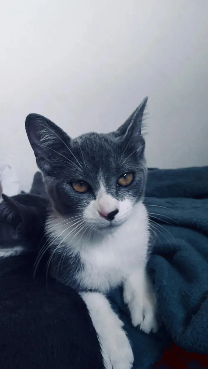 Gato raça SRD-ViraLata idade 2 a 6 meses nome Maya e mia 