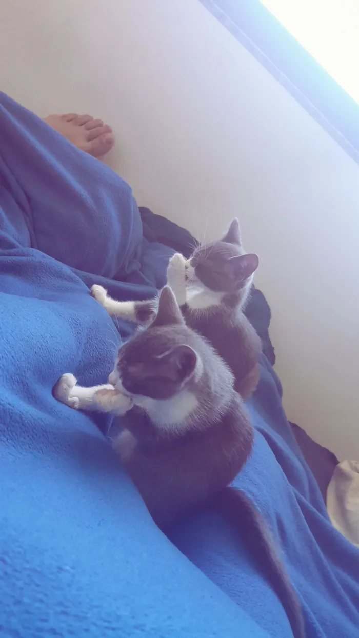 Gato raça SRD-ViraLata idade 2 a 6 meses nome Maya e mia 