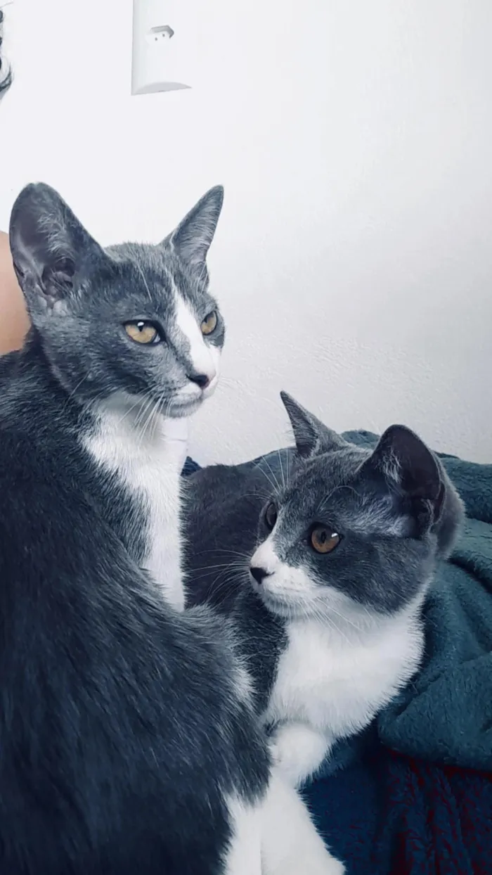 Gato raça SRD-ViraLata idade 2 a 6 meses nome Maya e mia 