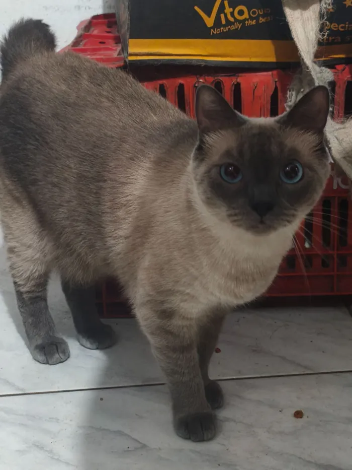 Gato raça Siamês idade 1 ano nome Kim