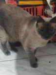 Gato raça Siamês idade 1 ano nome Kim