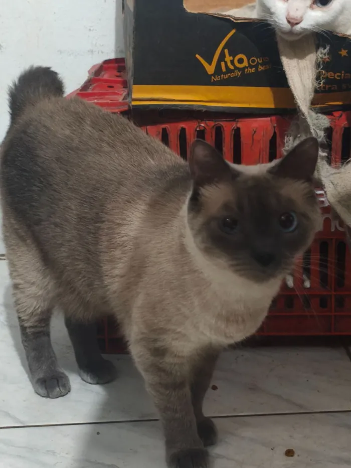 Gato raça Siamês idade 1 ano nome Kim