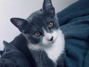 Gato raça SRD-ViraLata idade 2 a 6 meses nome Maia e mia 