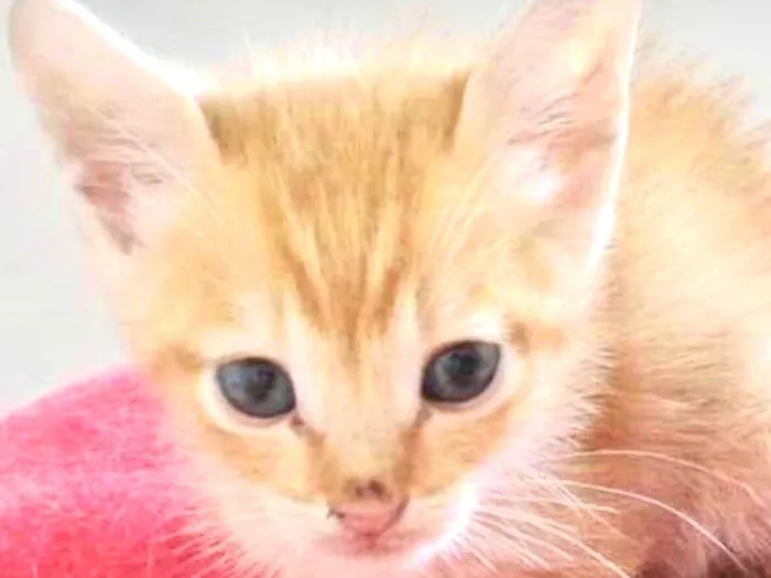 Gato raça SRD-ViraLata idade 2 a 6 meses nome Jerry