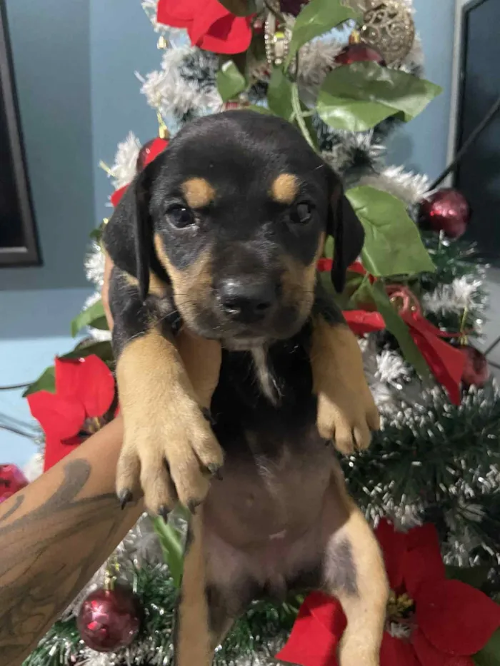 Cachorro raça SRD-ViraLata idade Abaixo de 2 meses nome Ainda não tem um nome. 