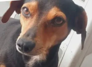 Cachorro raça Basset-Cofap idade 7 a 11 meses nome Jonas 