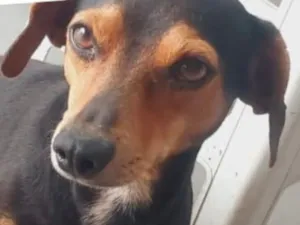 Cachorro raça Basset-Cofap idade 7 a 11 meses nome Jonas 