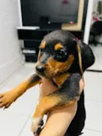 Cachorro raça SRD-ViraLata idade 2 a 6 meses nome Filhote
