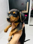 Cachorro raça SRD-ViraLata idade 2 a 6 meses nome Filhote