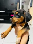 Cachorro raça SRD-ViraLata idade 2 a 6 meses nome Filhote