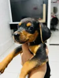 Cachorro raça SRD-ViraLata idade 2 a 6 meses nome Filhote