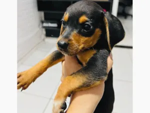 Cachorro raça SRD-ViraLata idade 2 a 6 meses nome Filhote