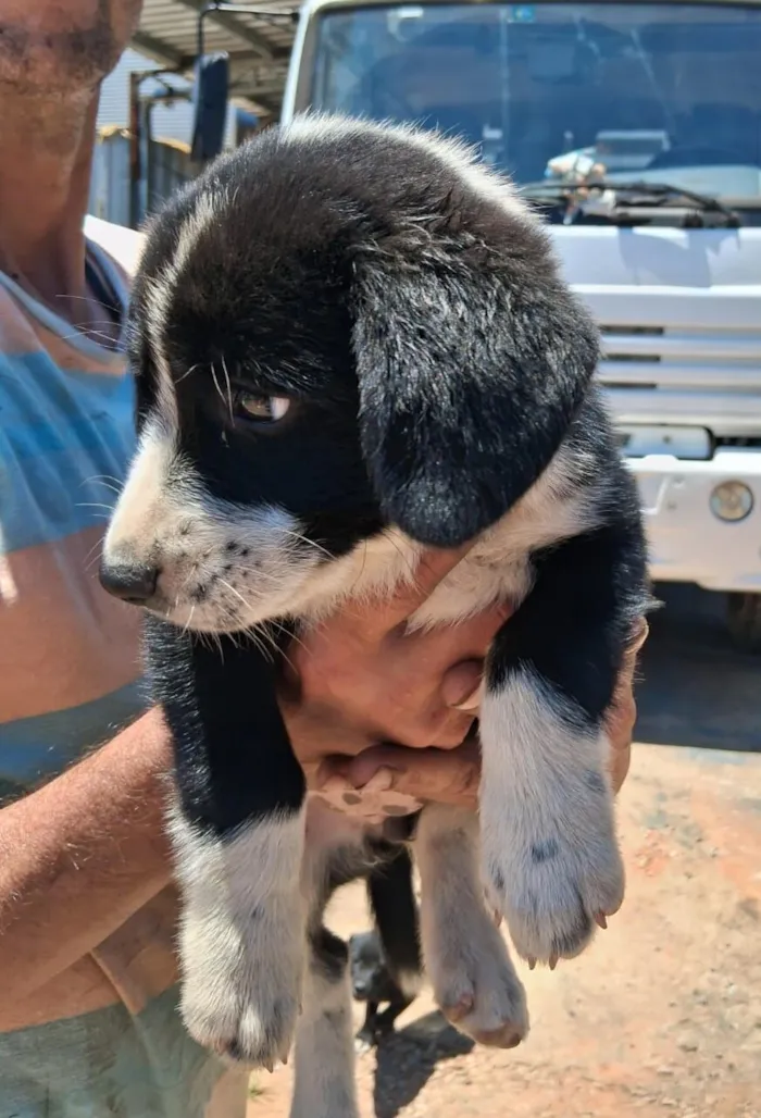 Cachorro raça SRD-ViraLata idade 2 a 6 meses nome Macho manchado de branco e marrom, Femeas as pretinha e a manchada de preto e branco