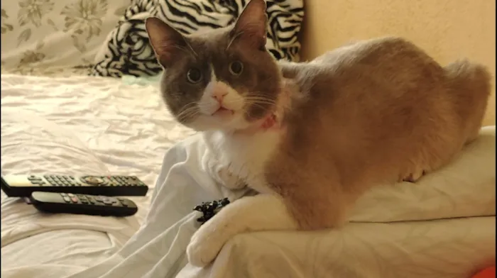 Gato raça SRD-ViraLata idade 4 anos nome José