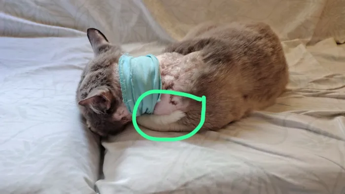 Gato raça SRD-ViraLata idade 4 anos nome José