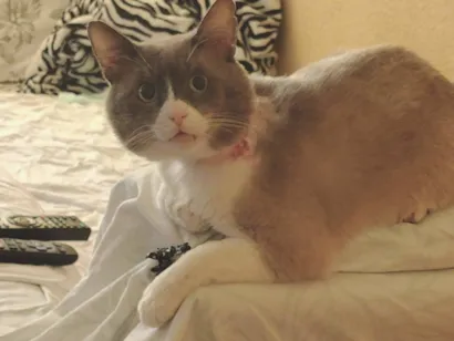 Gato raça SRD-ViraLata idade 4 anos nome José