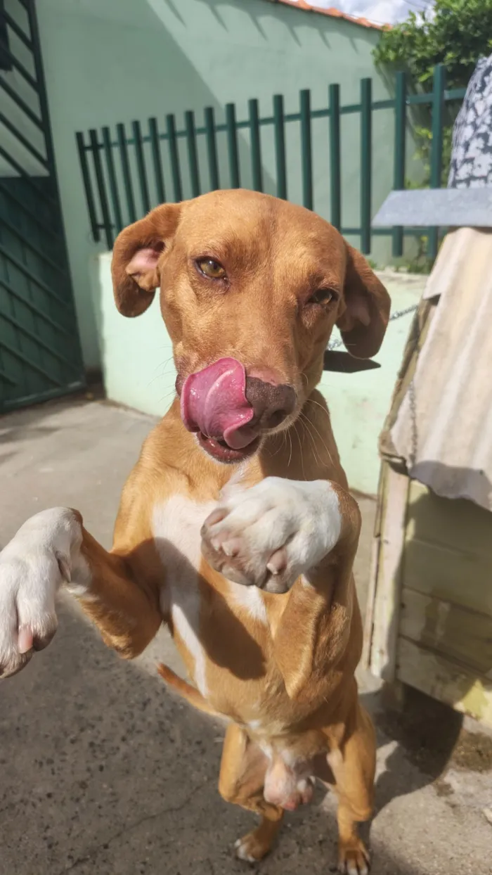 Cachorro raça SRD-ViraLata idade 4 anos nome Thor