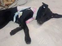 Cachorro raça SRD-ViraLata idade 4 anos nome Deco 