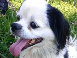 Cachorro raça Shitzu idade 7 a 11 meses nome Snoopy 