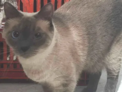 Gato raça Siamês idade 1 ano nome Kim