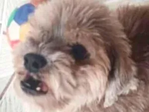 Cachorro raça Shitzu idade 7 a 11 meses nome Bolinha 