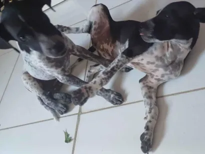 Cachorro raça SRD-ViraLata idade Abaixo de 2 meses nome Pretinha