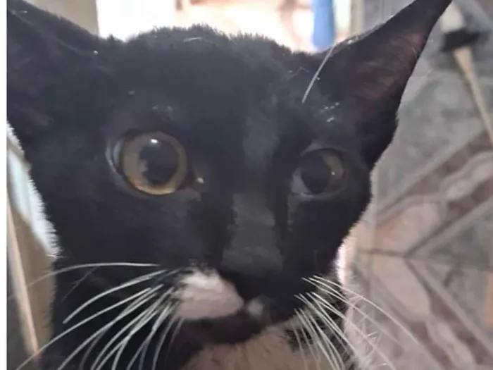 Gato raça SRD-ViraLata idade 2 a 6 meses nome Tom 