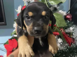 Cachorro raça SRD-ViraLata idade Abaixo de 2 meses nome Ainda não tem um nome. 