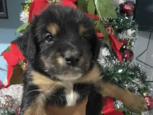 Cachorro raça SRD-ViraLata idade Abaixo de 2 meses nome Sem nome