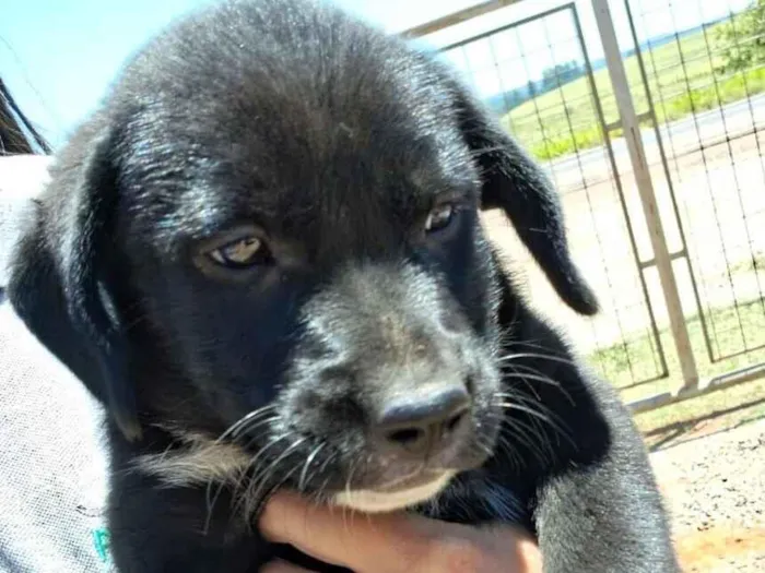 Macho manchado de branco e marrom, Femeas as pretinha e a manchada de preto e branco