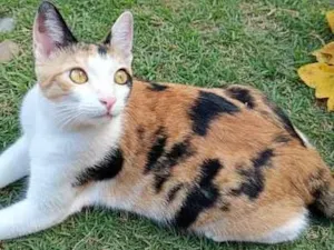 Gato raça SRD-ViraLata idade 2 anos nome Luna