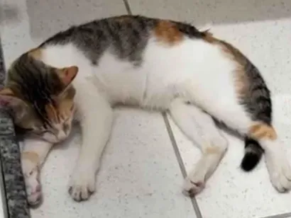 Gato raça SRD-ViraLata idade 2 a 6 meses nome Amora